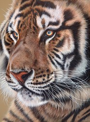 Tigers Stare by Gina Hawkshaw - Original Painting on Stretched Canvas sized 36x48 inches. Available from Whitewall Galleries
